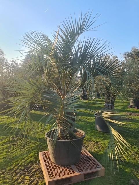 TE KOOP Mooie sierlijke palmboom BUTIA CAPITATA, Vaste plant, Halfschaduw, Lente, Ophalen