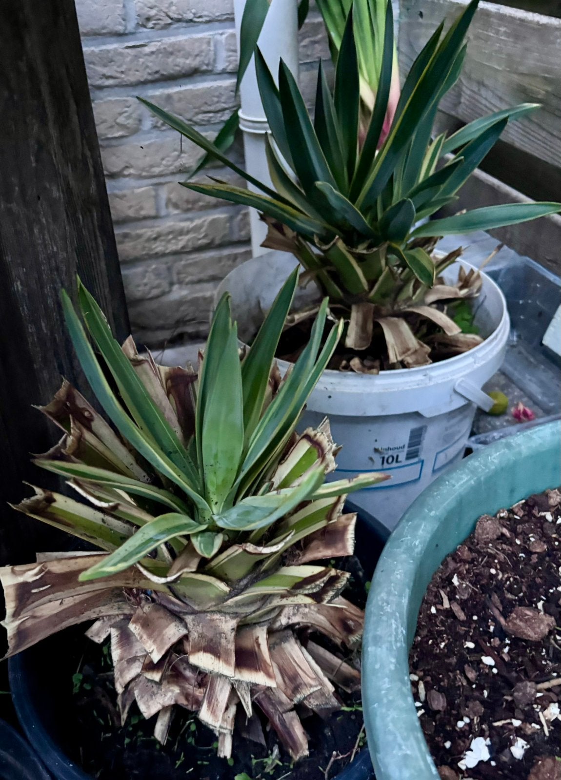 Yucca filamentosa ‘Color Guard’, Palmlelie, Yucca, Ophalen, Overige soorten, Volle zon