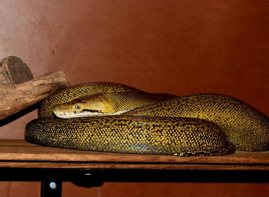 Retic ( platinum goldenchild ) vrouw Reticulated Python - female for sale from fearisaillusion