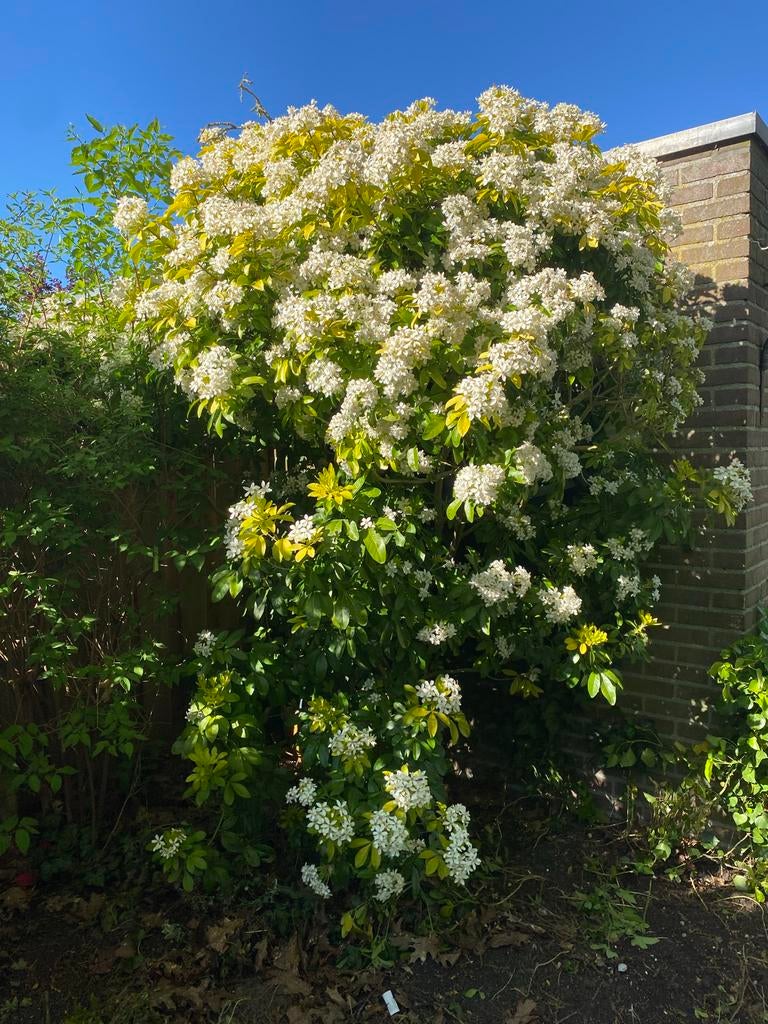 Grote Mexicaanse Oranjebloesem - Volwassen Plant, Tuin en Terras, Ophalen