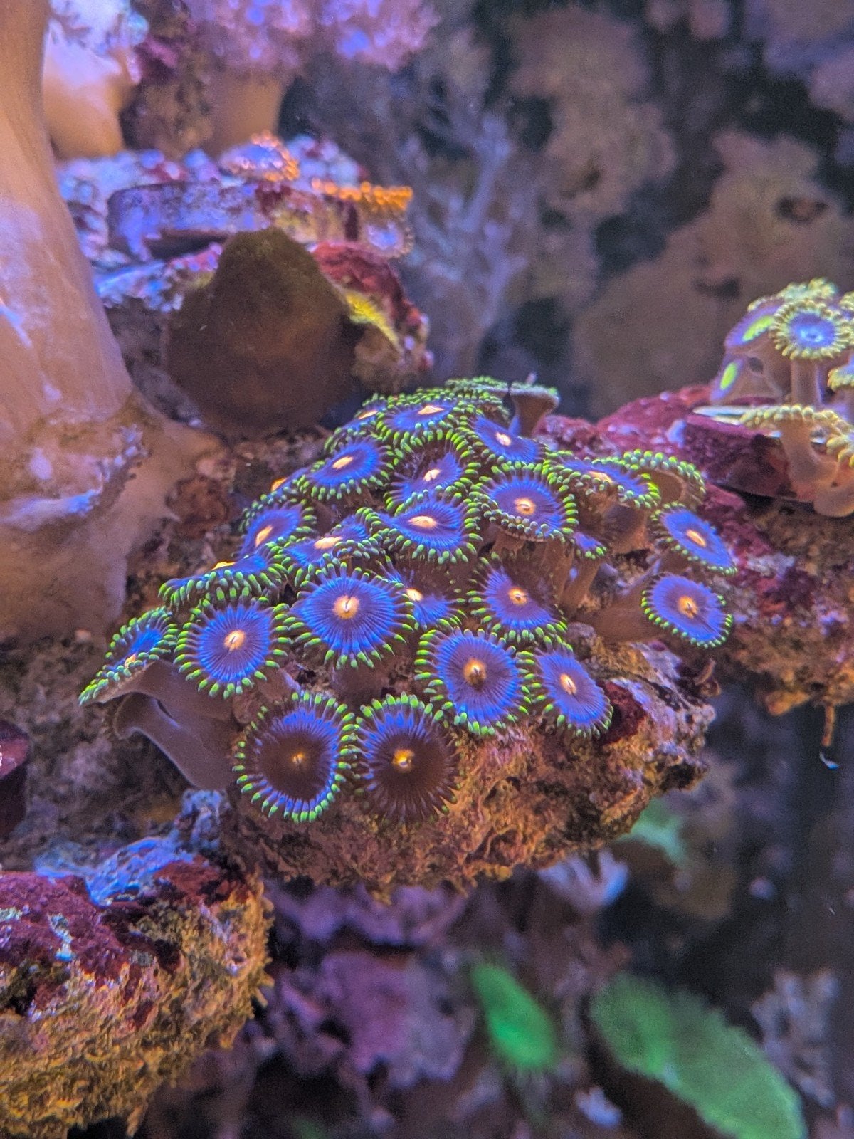 Blue Pinwheel Zoanthus, Vis