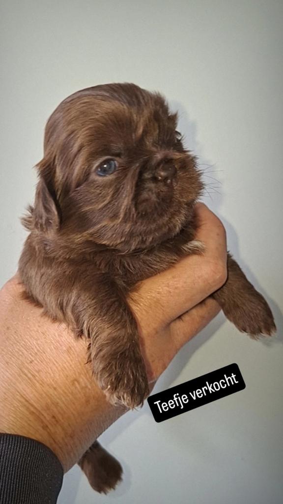 shih tzu pups (NOG 3 REUTJES OVER), Parvo, 8 tot 15 weken, Meerdere, Nederland