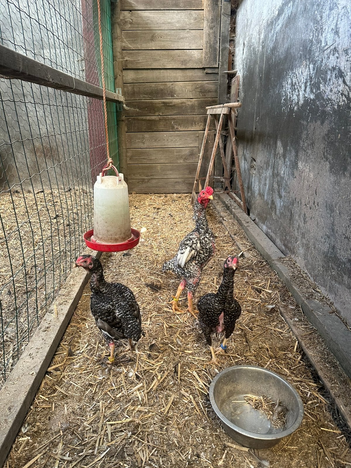 Ko shamo koekoek, Dieren en Toebehoren, Pluimvee, Meerdere dieren, Kip