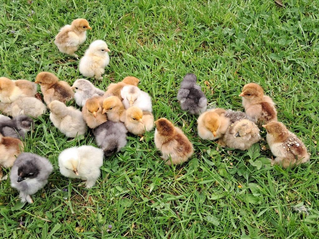 Cochin kriel hen kuikens, Vrouwelijk, Kip