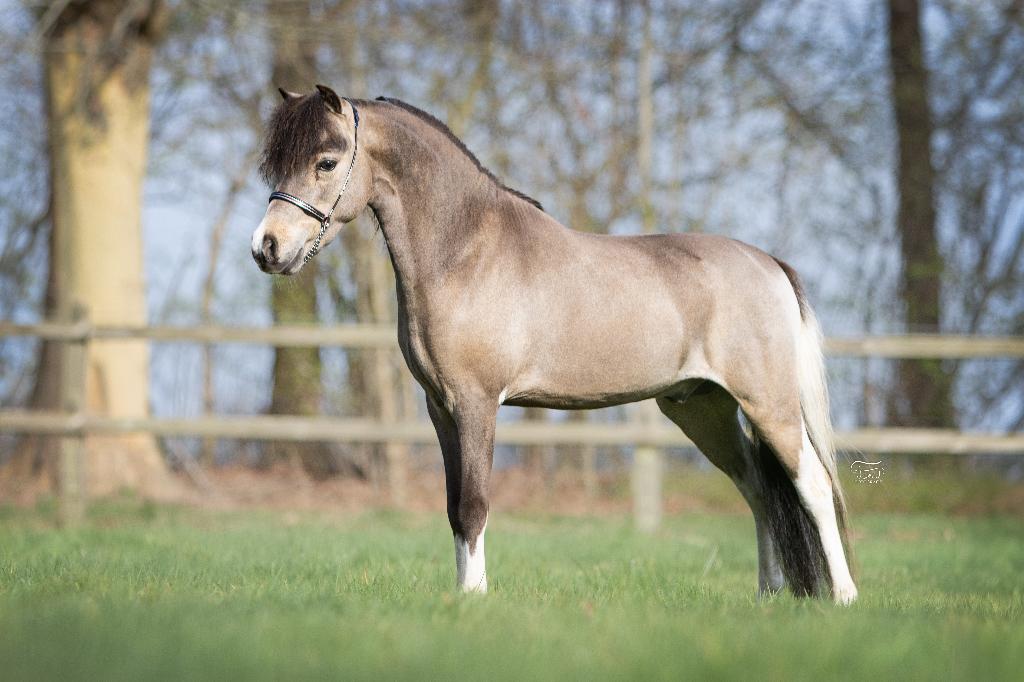 Prachtige 1ste premie NMPRS/AMHA hengsten ter dekking, Dieren en Toebehoren, Hengst