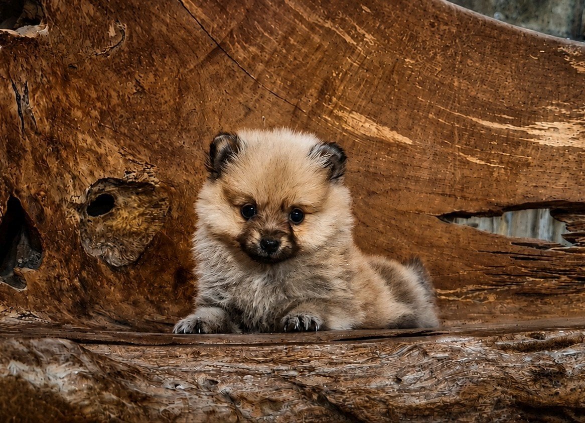 Pomeriaan x Toypoedel     Pomapoo Pups, Parvo, Overige rassen, 8 tot 15 weken, Meerdere
