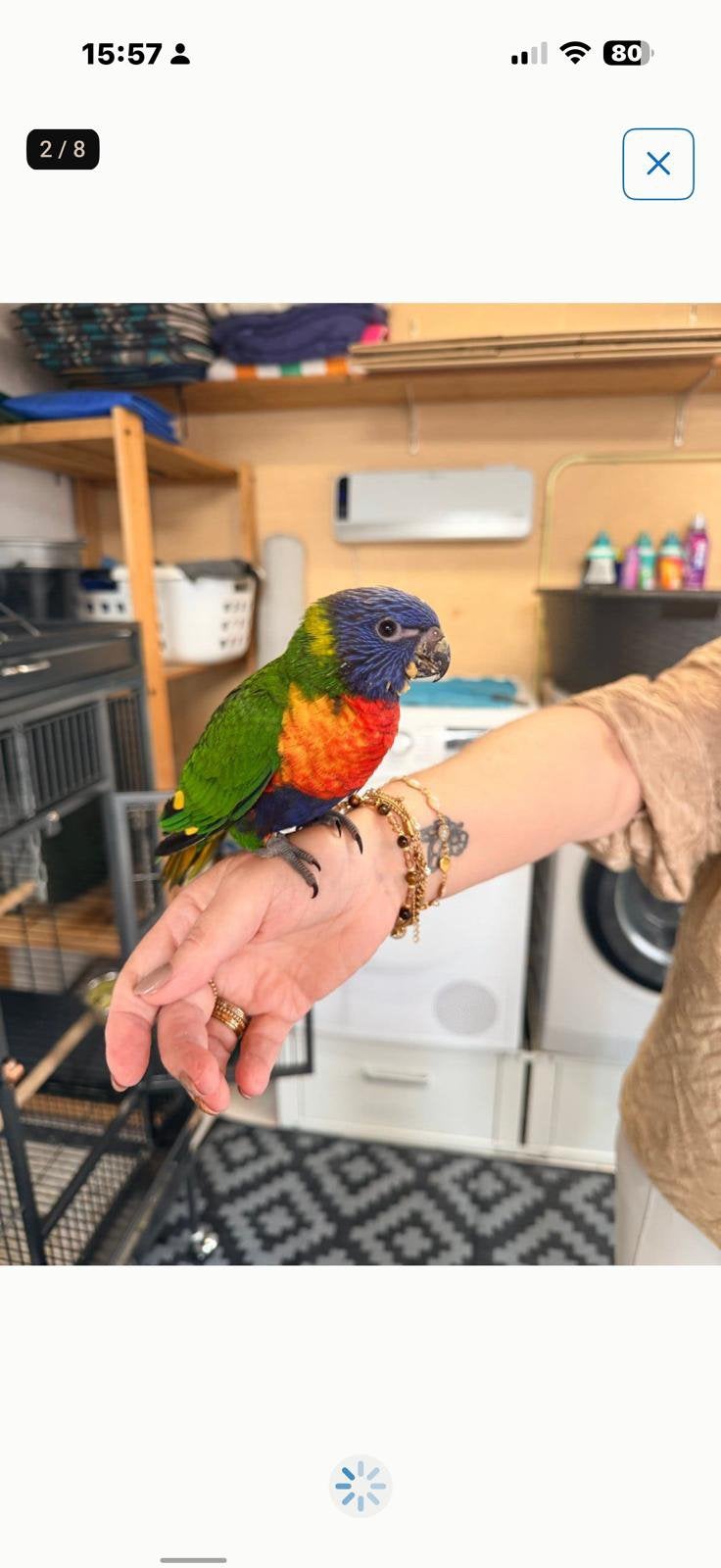Te koop twee mooie  jonge handtamme Lori!, Meerdere dieren, Parkiet, Geringd