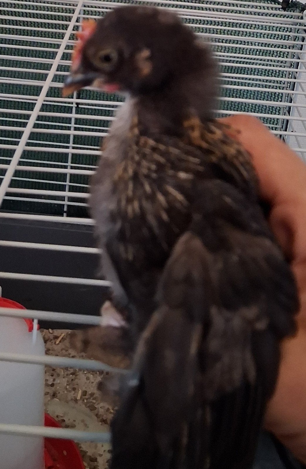 Serama kuikens, Dieren en Toebehoren, Pluimvee, Mannelijk, Kip