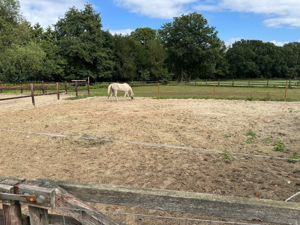 Pensionstal Heerde, Dieren en Toebehoren, Stalling en Weidegang, Weidegang, 1 paard of pony