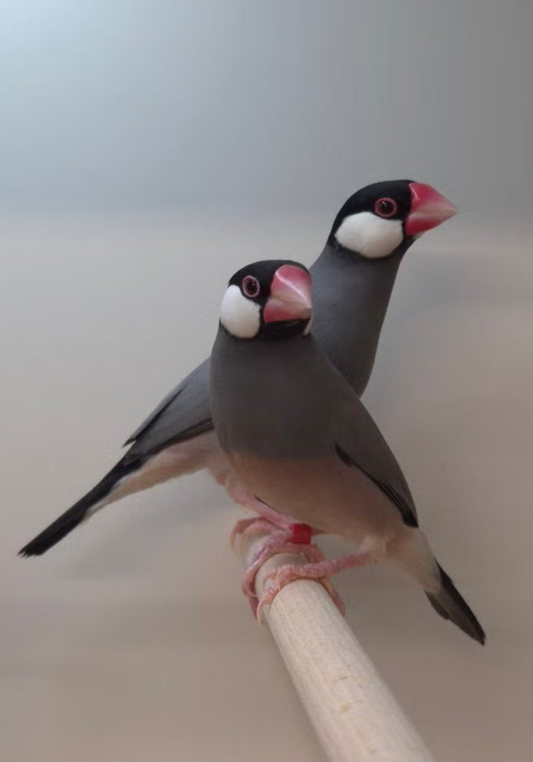 koppel rijstvogels, geringd uit buitenvoliere, Dieren en Toebehoren, Vogels | Overige Vogels, Meerdere dieren, Geringd