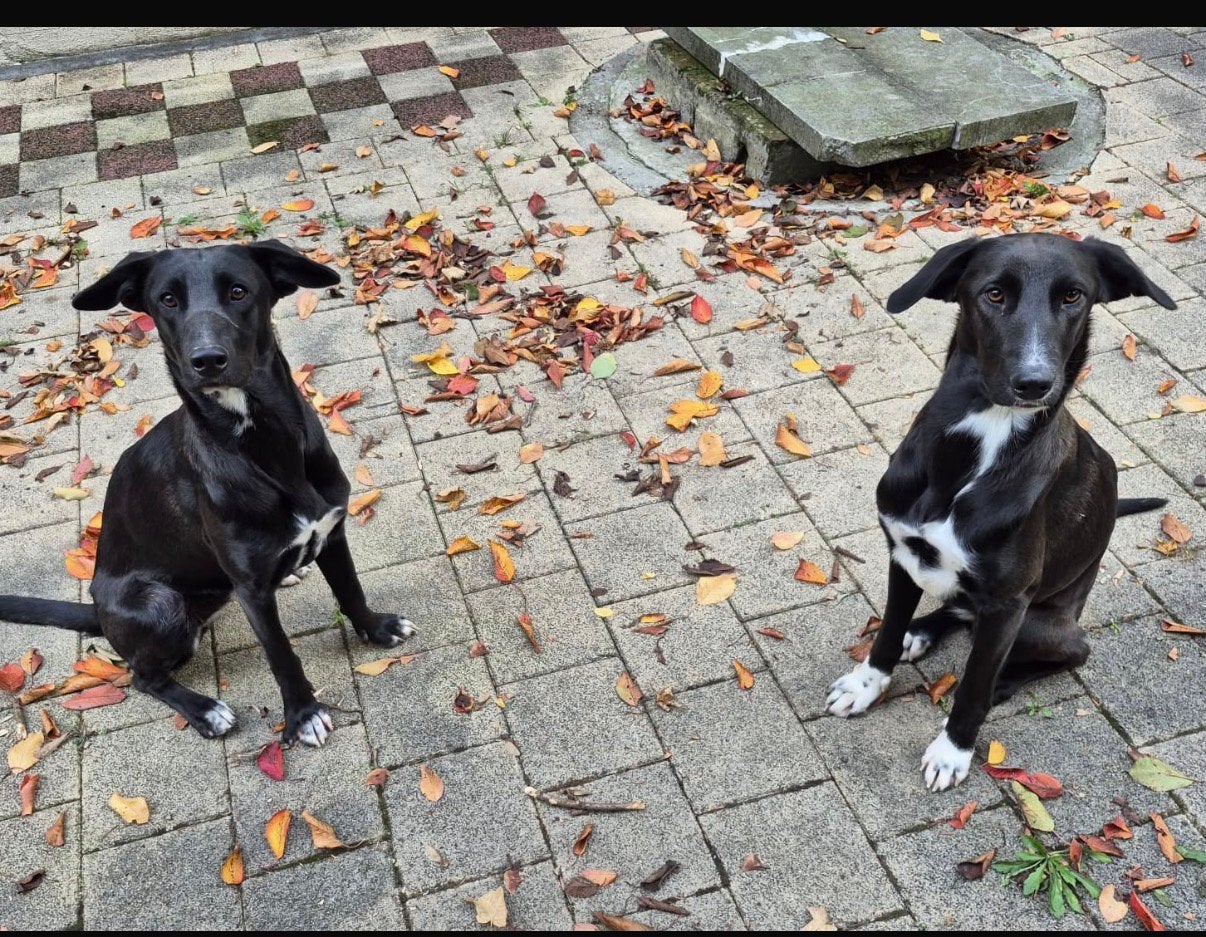jonge mix kruising teefje hond, Particulier, 15 weken tot 1 jaar, Buitenland, Teef