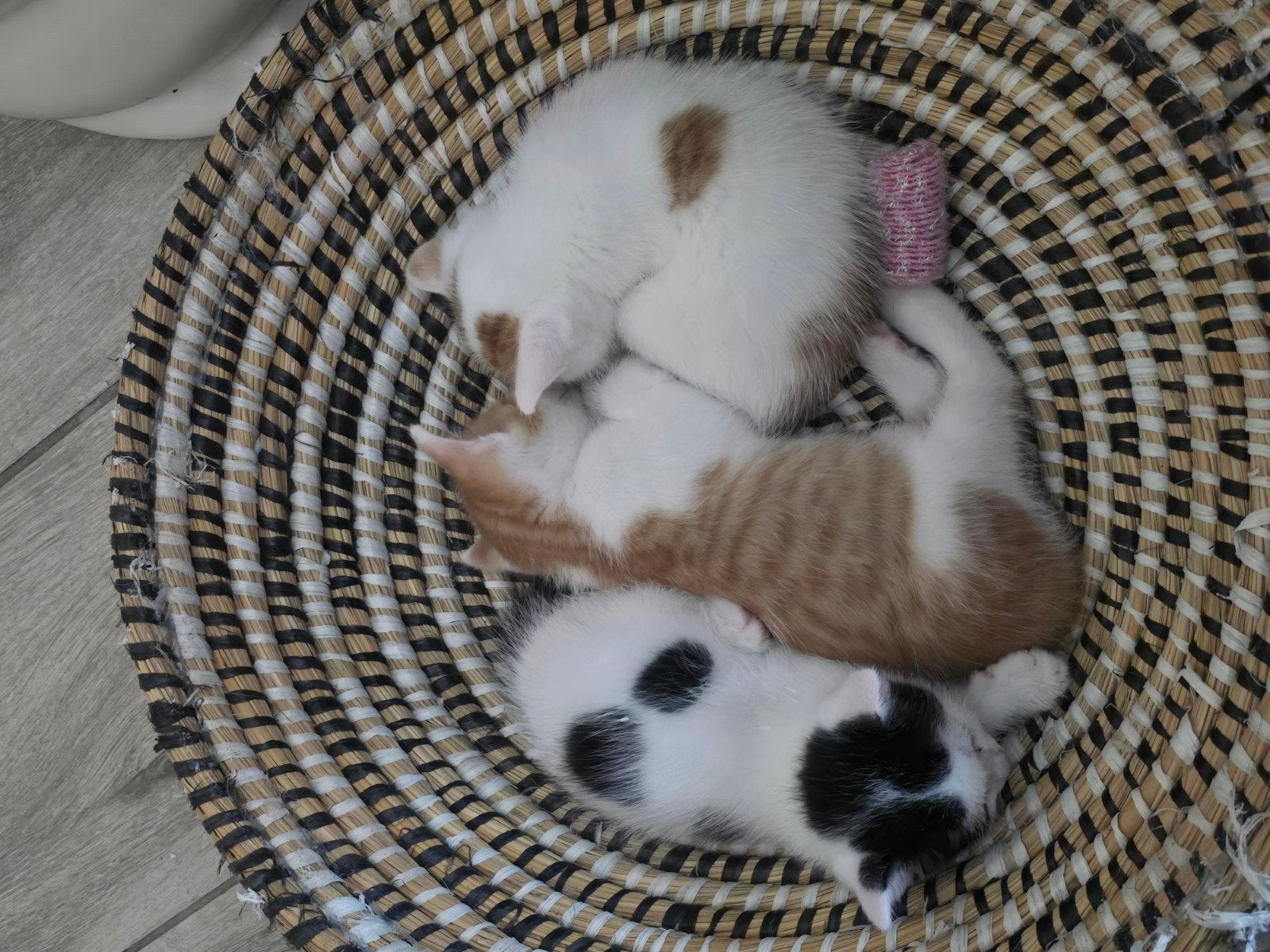 3 kittens 8 weken oud, Dieren en Toebehoren, Meerdere dieren