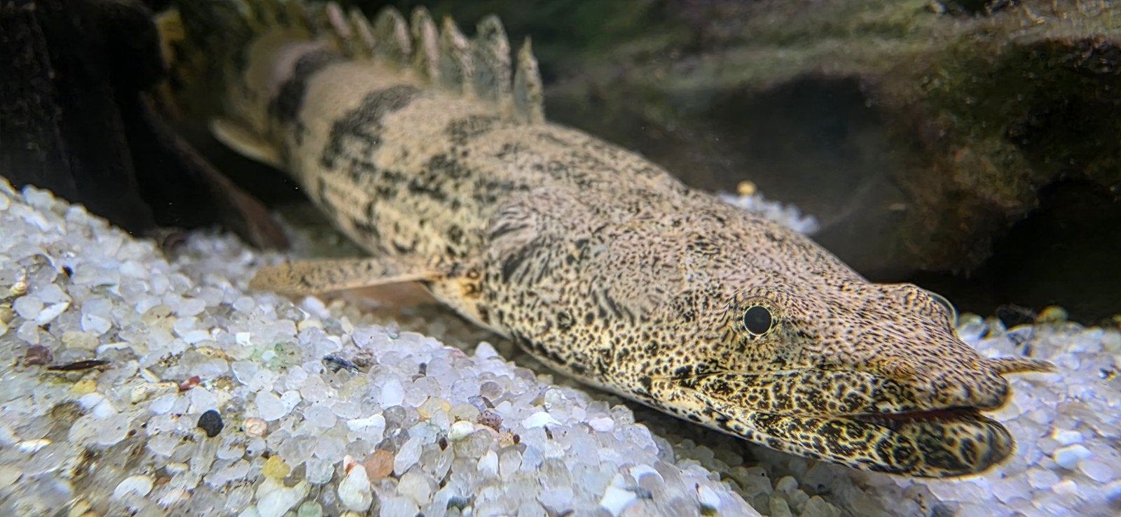 Polypterus Endlicheri - Bichir, Dieren en Toebehoren, Vis