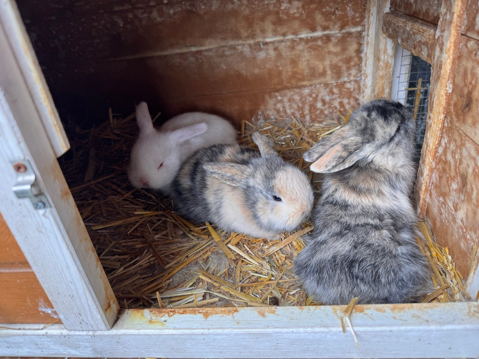 Jonge konijntjes, Dieren en Toebehoren, Meerdere dieren, Klein, Hangoor, 0 tot 2 jaar