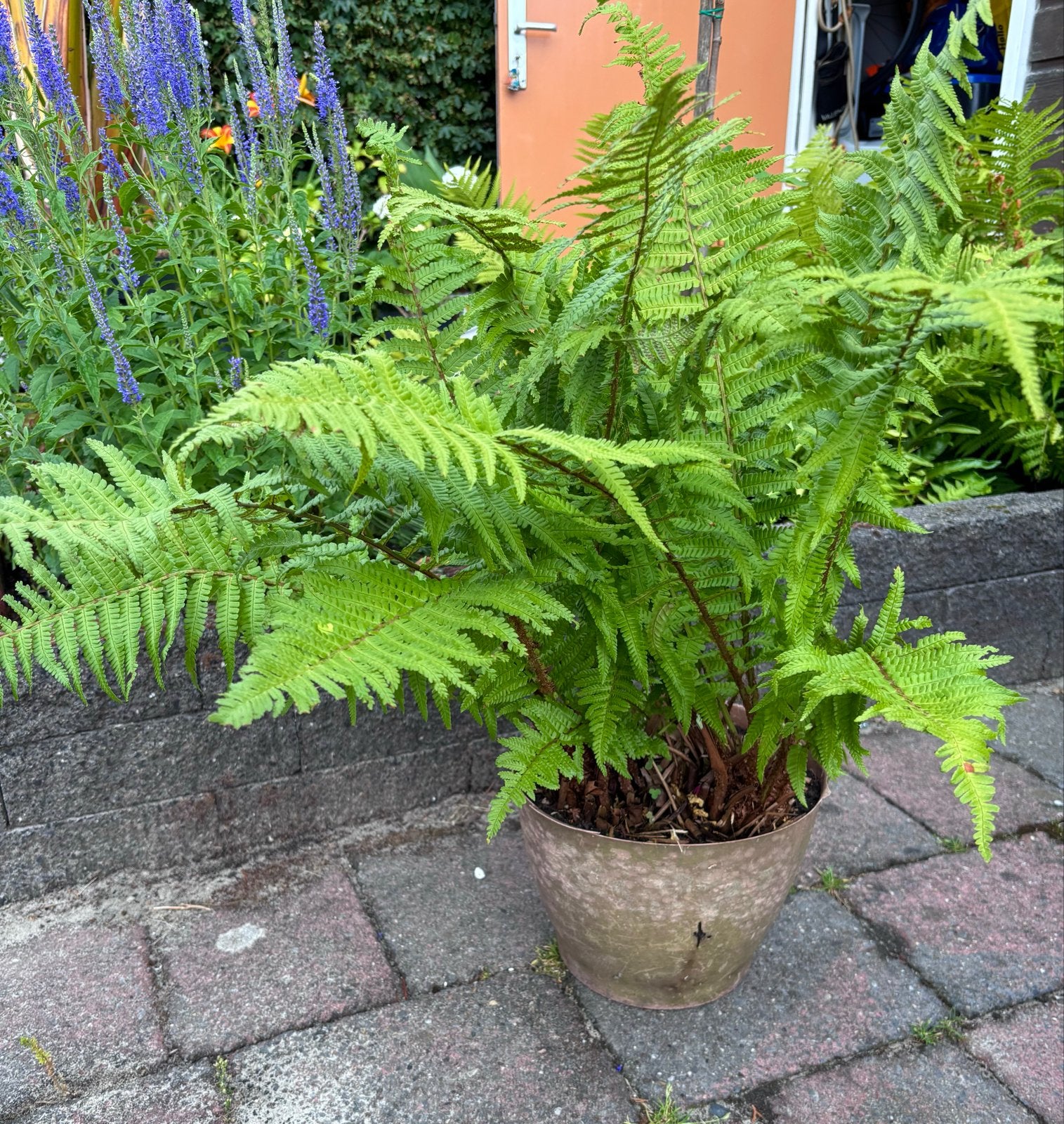 Bosvaren / Tuinvaren - Mooie Vaste Plant, Tuin en Terras, Planten | Tuinplanten, Ophalen, Vaste plant, Varens, Bloeit niet
