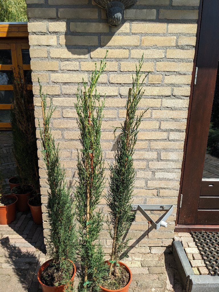 Coniferen ( Cypressen), Ophalen, Conifeer, Struik, 100 tot 250 cm