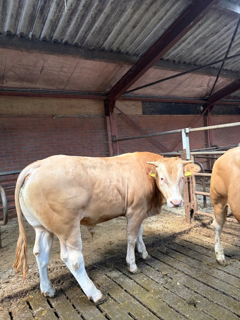 Blonde d'Aquitaine jongvee, Dieren en Toebehoren, Runderen, Meerdere dieren, 0 tot 2 jaar