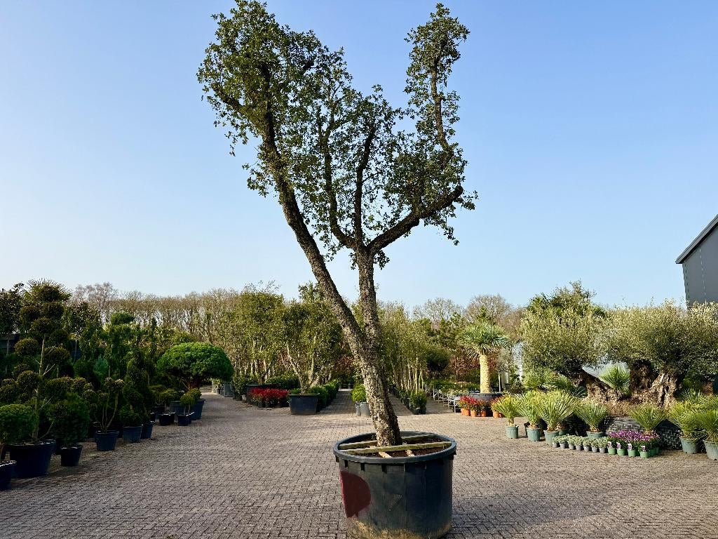 Grote kurkeik - Quercus suber met 90/100 cm stamomtrek nr184, Tuin en Terras, Planten | Bomen, Overige soorten, 400 cm of meer