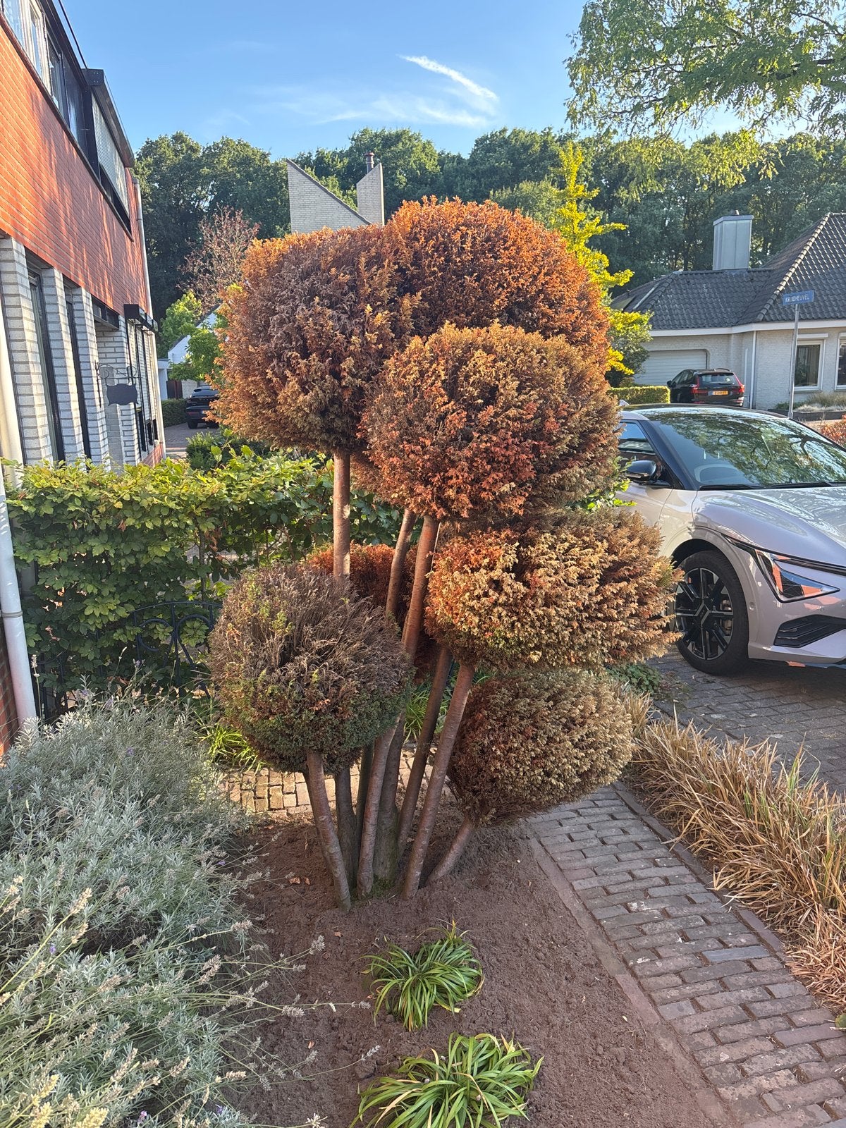 Gratis conifeerboom - zelf uitgraven, Tuin en Terras, Planten | Bomen, Bloeit niet, Overige soorten, 250 tot 400 cm, Ophalen