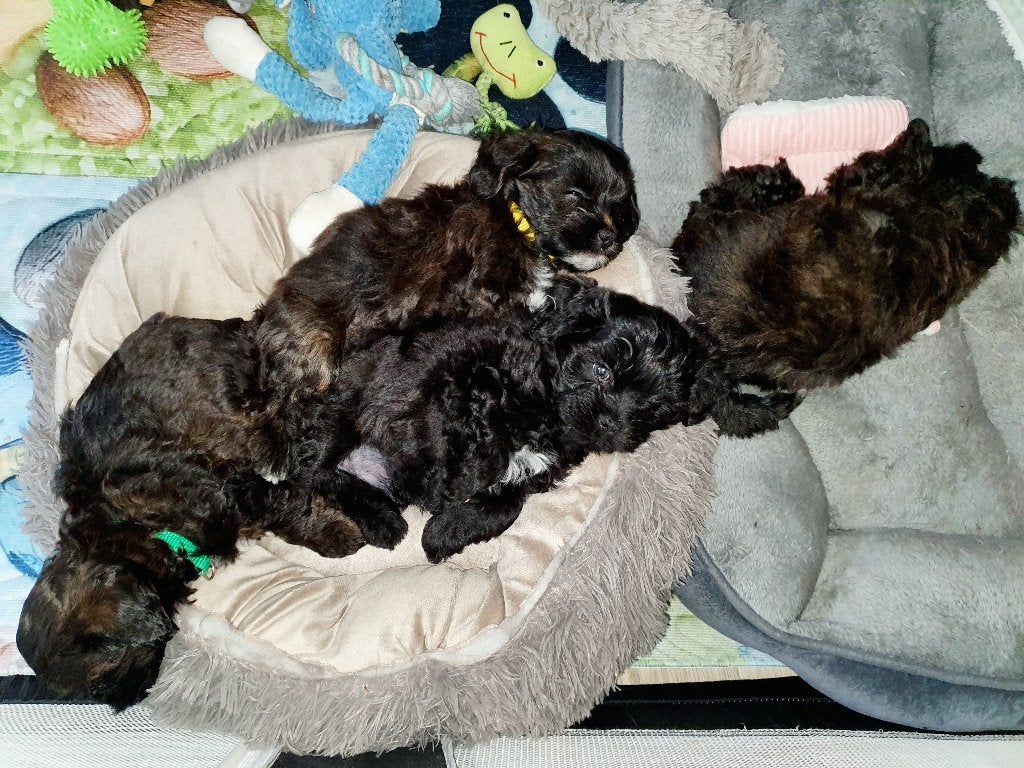 Toy poedel× lhasa apso pups geteste ouders(7 weken ), Dieren en Toebehoren, Honden | Chihuahua's en Gezelschapshonden, Parvo, Overige rassen