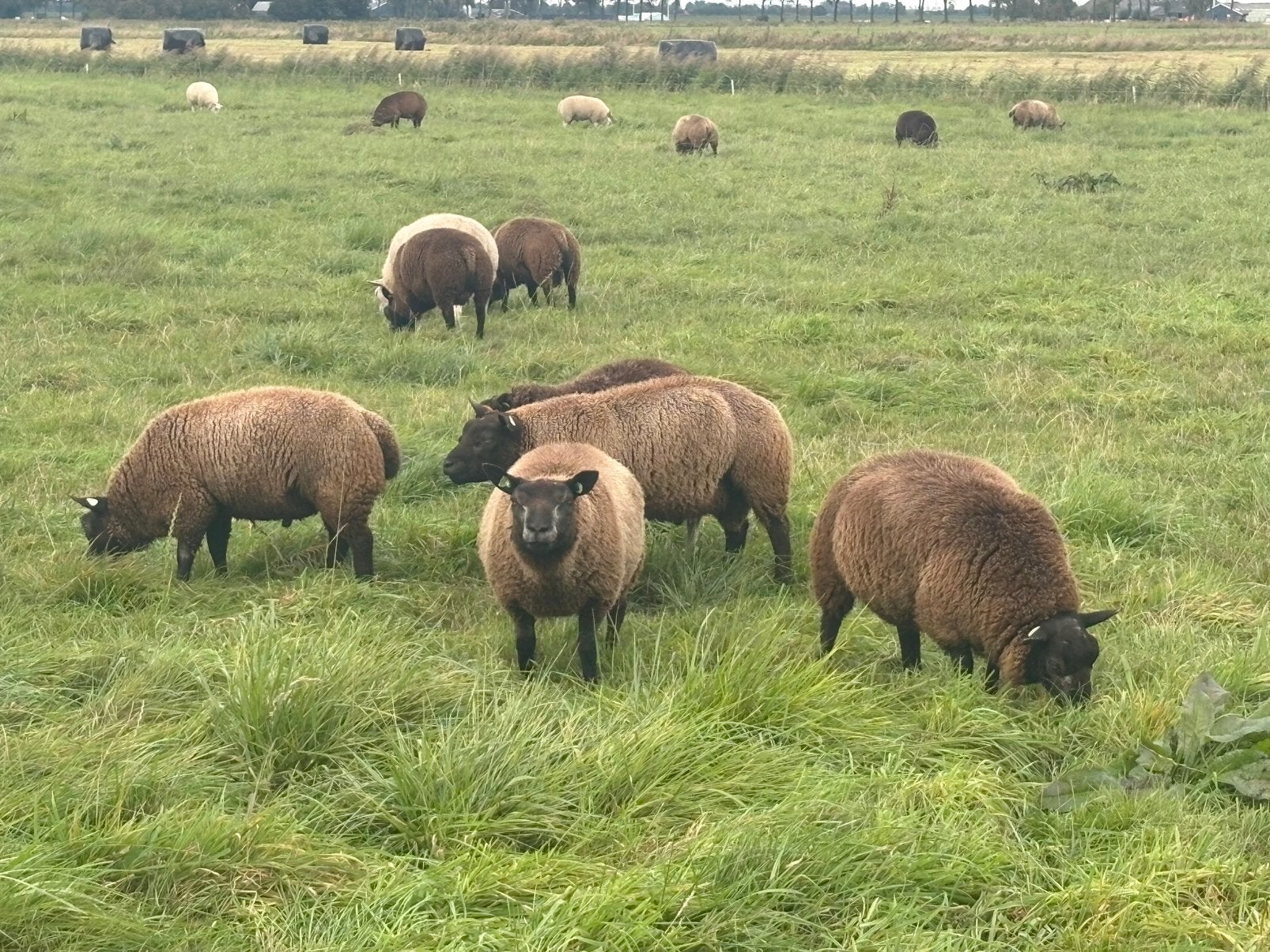 Texelaar dekrammen blauw/wit en dassenkop, Dieren en Toebehoren, Mannelijk, Schaap, 0 tot 2 jaar