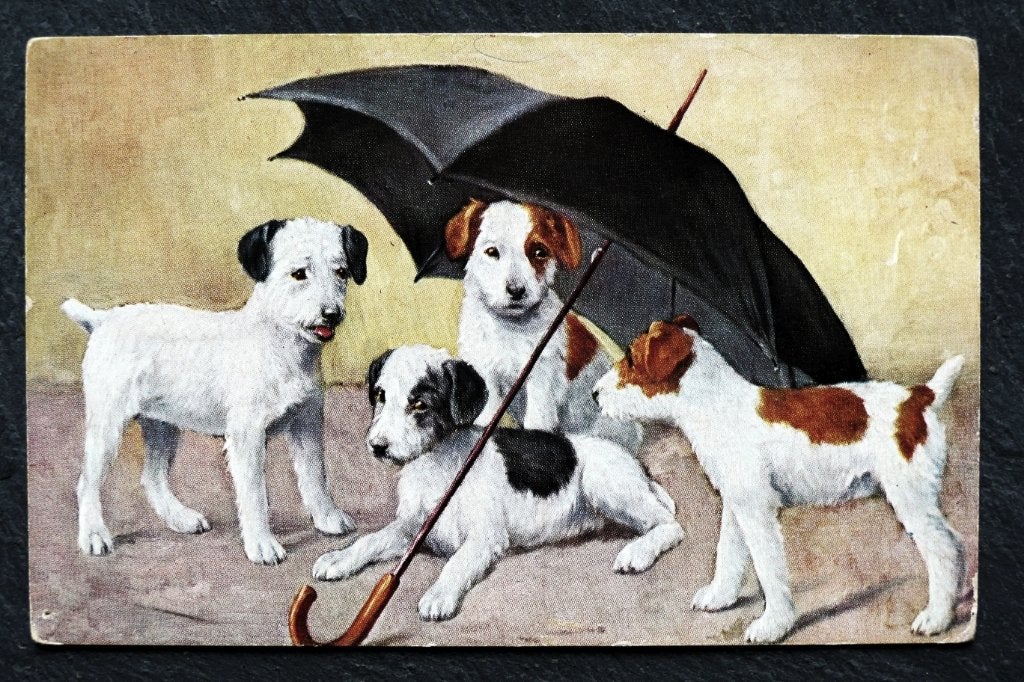 Vier jonge honden en een paraplu, Verzamelen, Verzenden, Voor 1920, Ongelopen, Hond of Kat