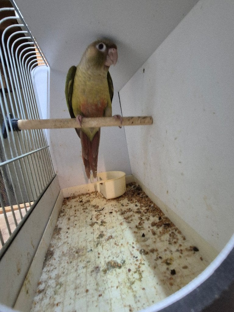Pyrhura peanapple, Geslacht onbekend, Parkiet, Tam