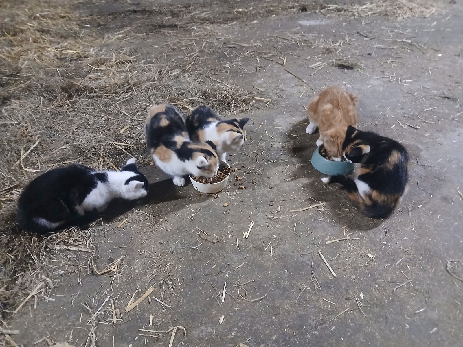 Kittens, Meerdere dieren