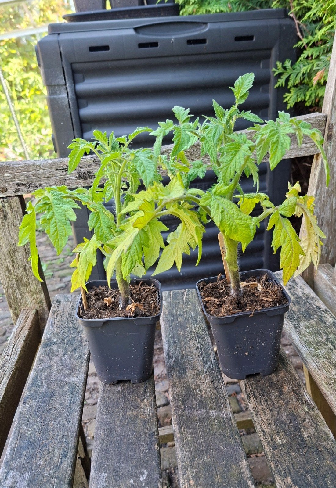 Tomatenplan Geranium Kiss (Heirloom), Tuin en Terras, Planten | Tuinplanten, Ophalen, Volle zon