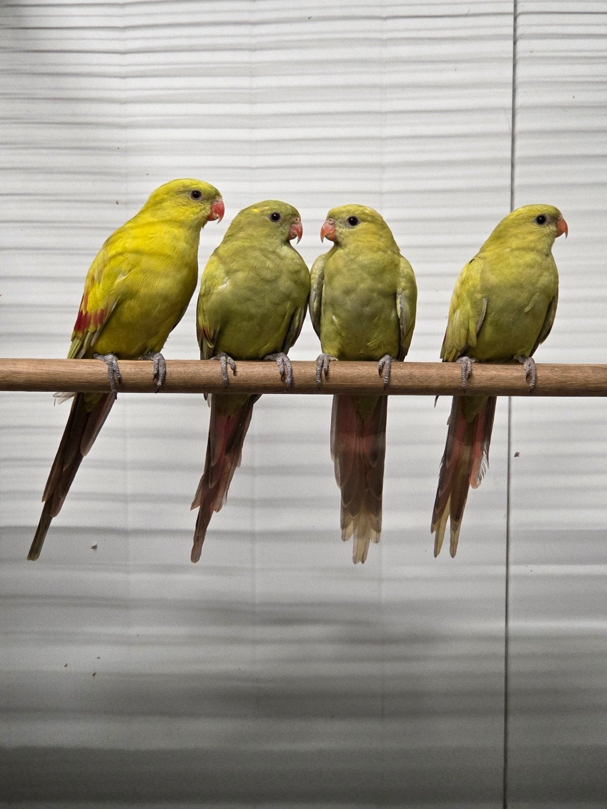 Bergparkiet pastel, Dieren en Toebehoren, Vogels | Parkieten en Papegaaien, Meerdere dieren, Parkiet