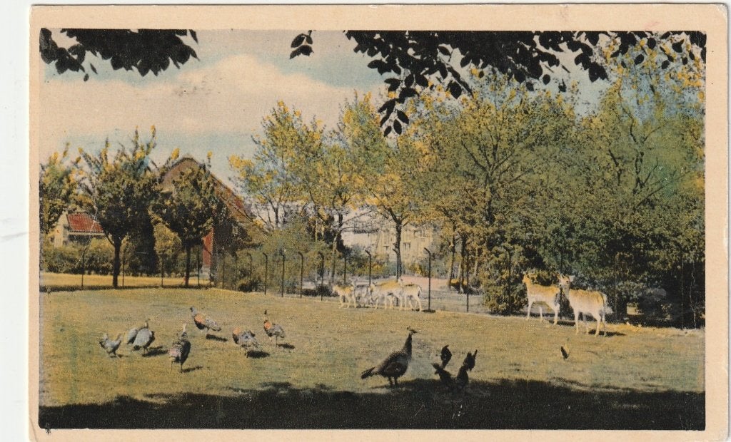 Boekel (N.Br.) - Huize Padua, Hertenkamp., Ophalen of Verzenden, 1940 tot 1960, Ongelopen, Noord-Brabant