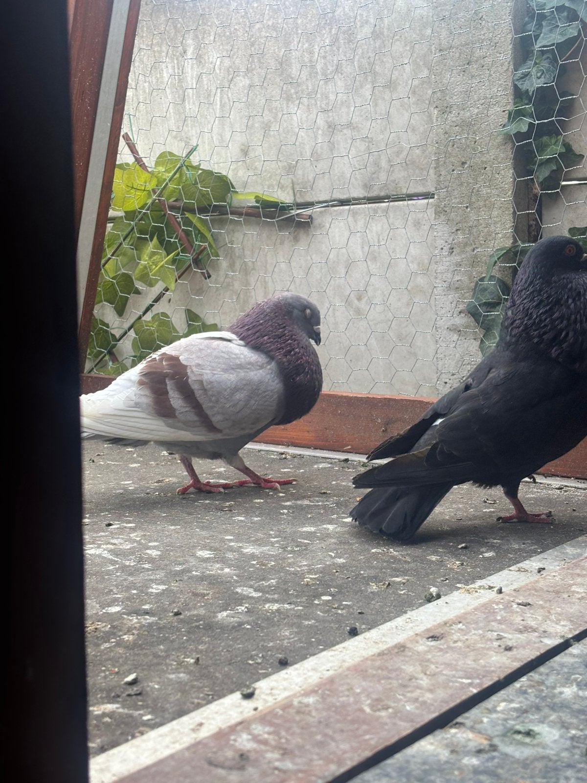 Jonge doffer, Dieren en Toebehoren, Vogels | Overige Vogels, Mannelijk