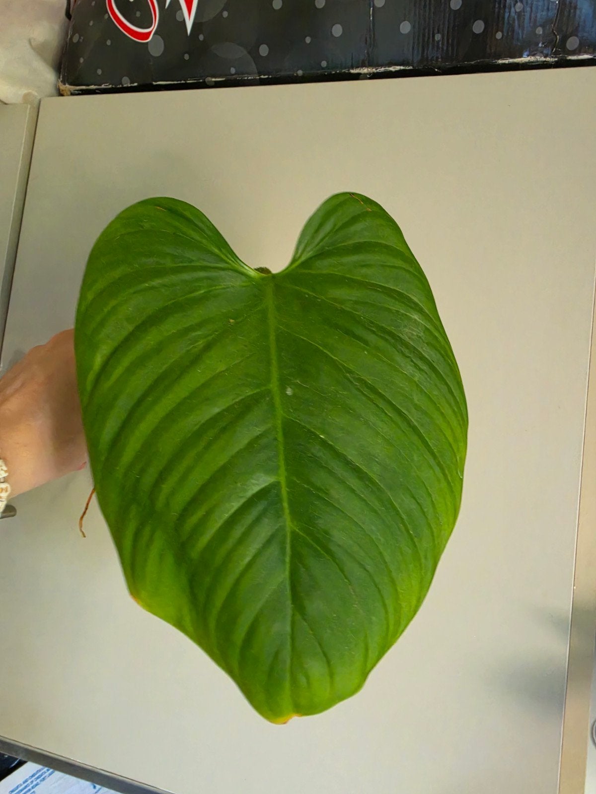Philodendron Fuzzy Petiole stekken, Ophalen of Verzenden, Halfschaduw, Minder dan 100 cm