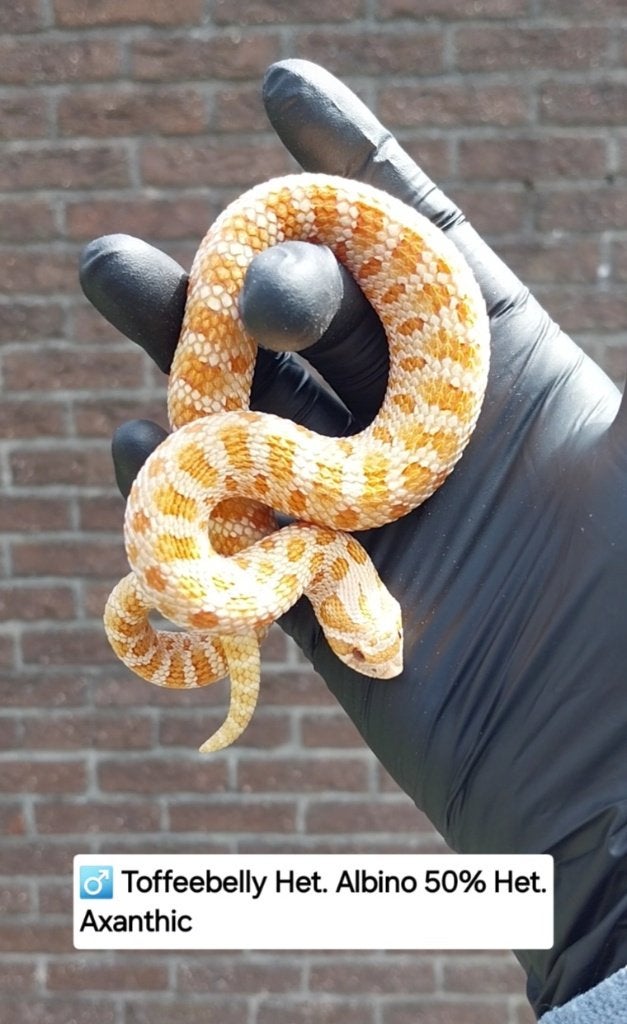 1.1 Heterodon nasicus, Slang, Tam, 0 tot 2 jaar