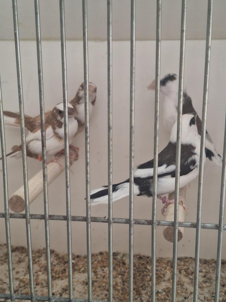 Bonte japanse meeuwen, Meerdere dieren