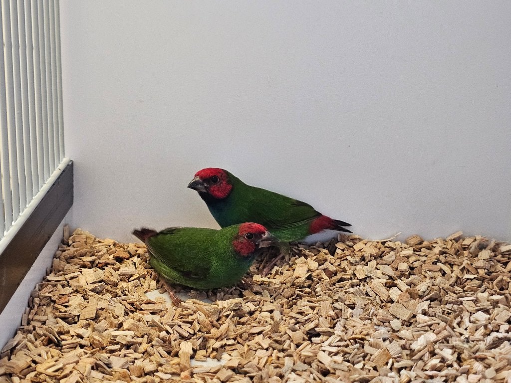 Kortstaart papegaaiamadine | Broedkoppel | 2025, Dieren en Toebehoren, Vogels | Overige Vogels, Meerdere dieren, Tropenvogel