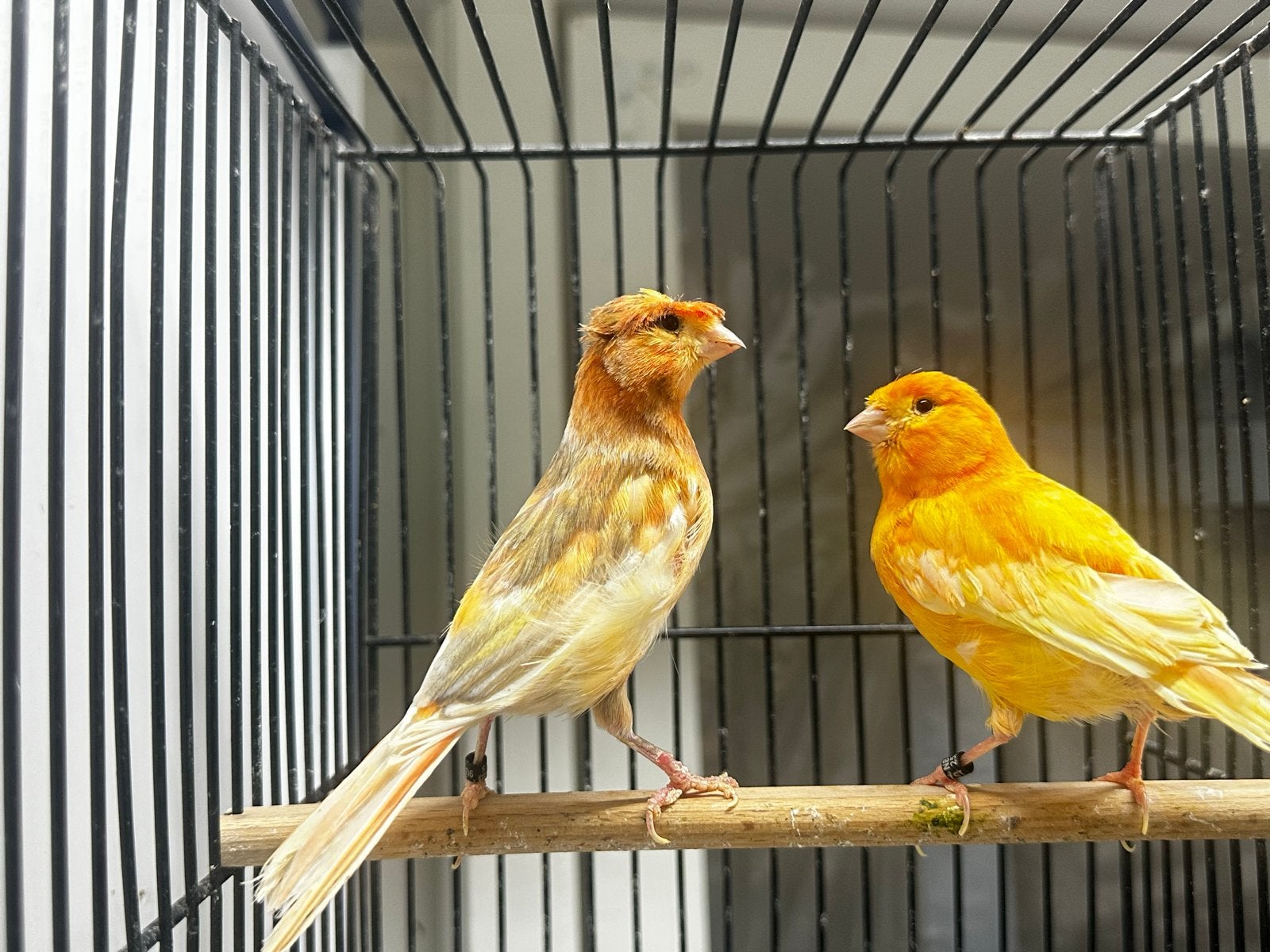 Koppel Kanaries, Meerdere dieren, Postuurkanarie