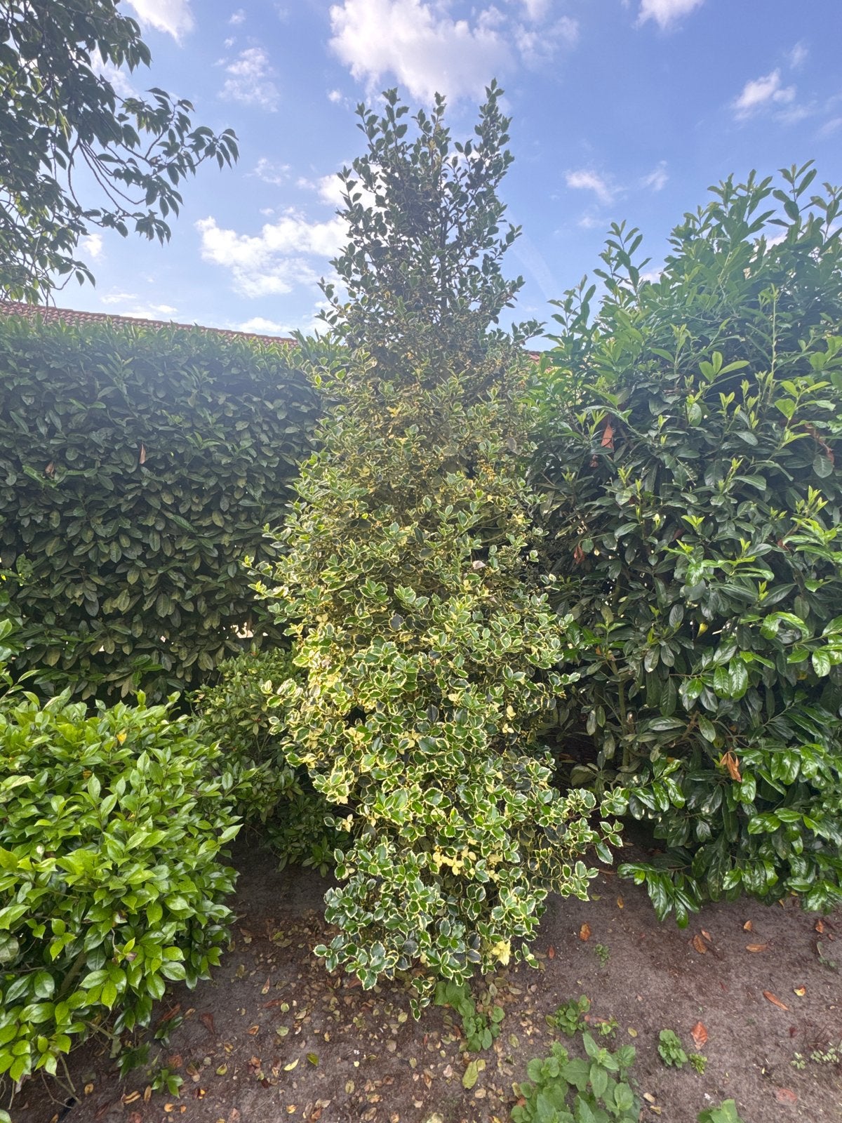 Stekelpalm (Ilex aquifolium) - Winterharde haagplant, Volle zon, Vaste plant, Bloeit niet, Ophalen