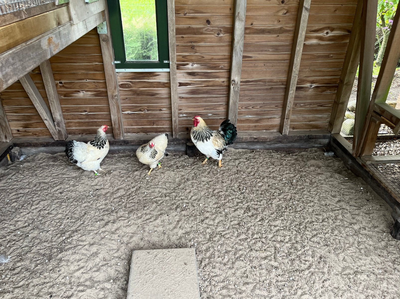 Wyandotte  citroen Columbia Kriel 2 kippen en 1 haan, Dieren en Toebehoren, Meerdere dieren, Kip