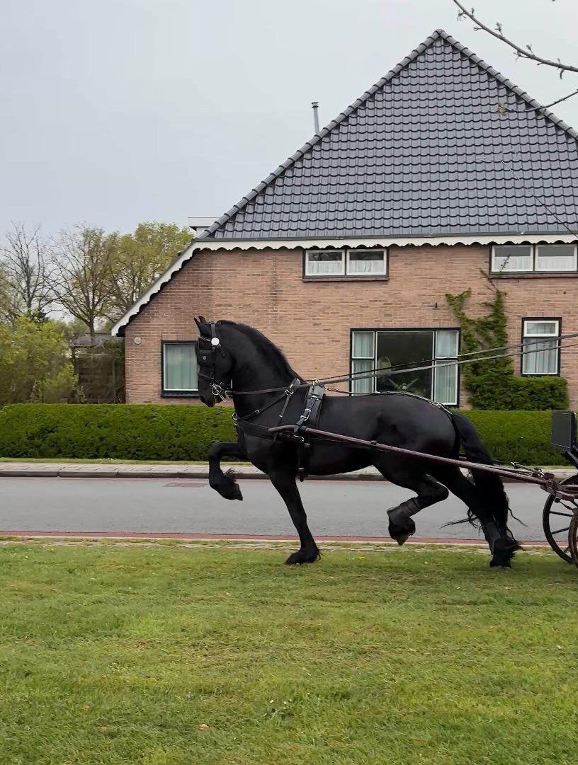 Te koop,Friese Hengst, Dieren en Toebehoren, Paarden, 3 tot 6 jaar, Zadelmak, Hengst, Recreatiepaard