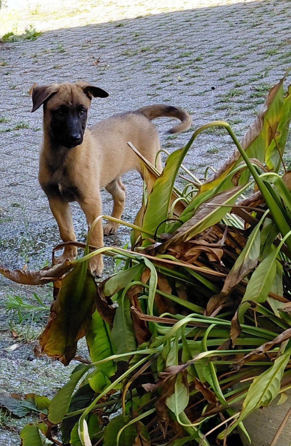 Mooie hollandse herder pups, Parvo, 8 tot 15 weken, Meerdere, Meerdere dieren