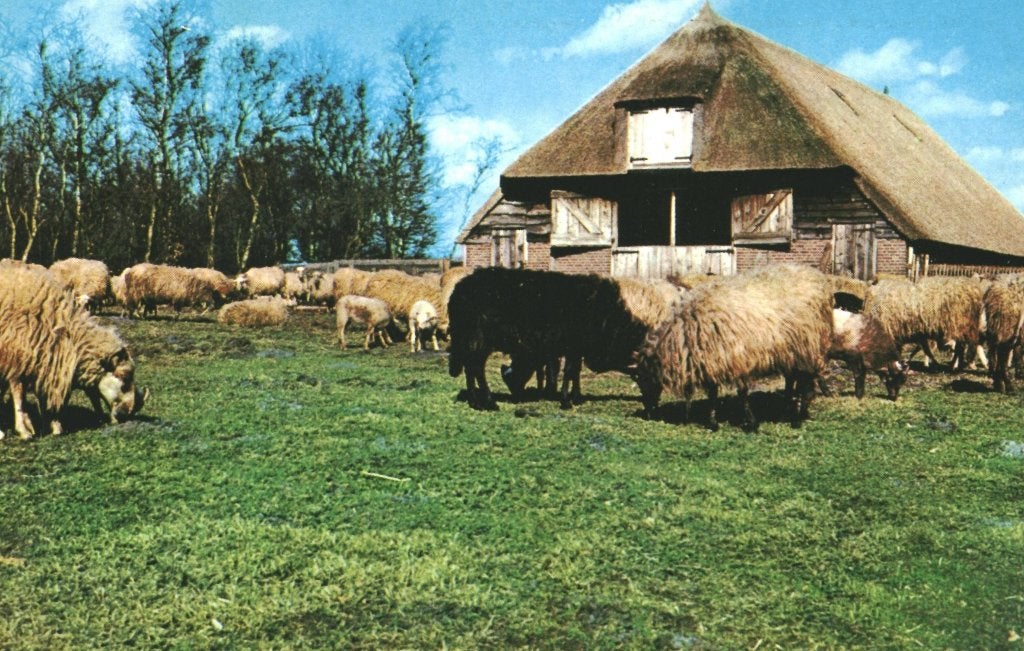42394 Ruinen 80+  Dr Schaapskudde Gelopen met mooie zegel, Ophalen of Verzenden, 1980 tot heden, Gelopen, Flevoland