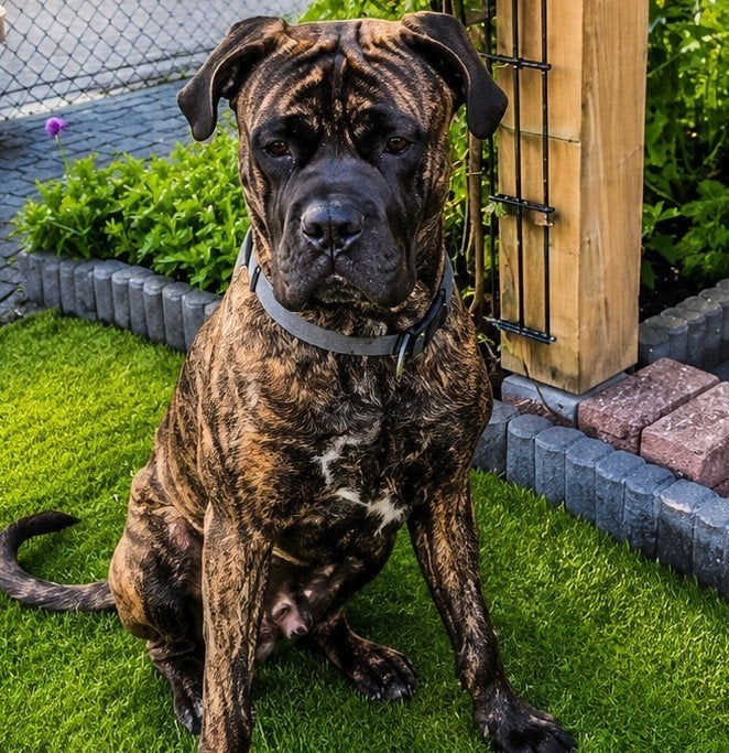 Dekreu Bullmastiff x Cane Corso - lieve dek reu tijgerkleur, Dieren en Toebehoren, Reu, 1 tot 2 jaar, Eén hond, Nederland