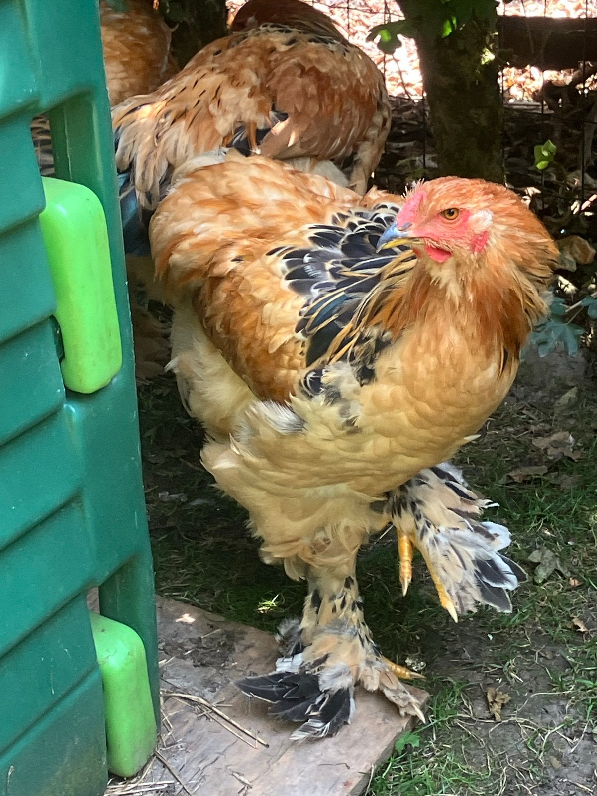 Brahma hanen buff zwartcolumbia (grote soort), Mannelijk, Kip
