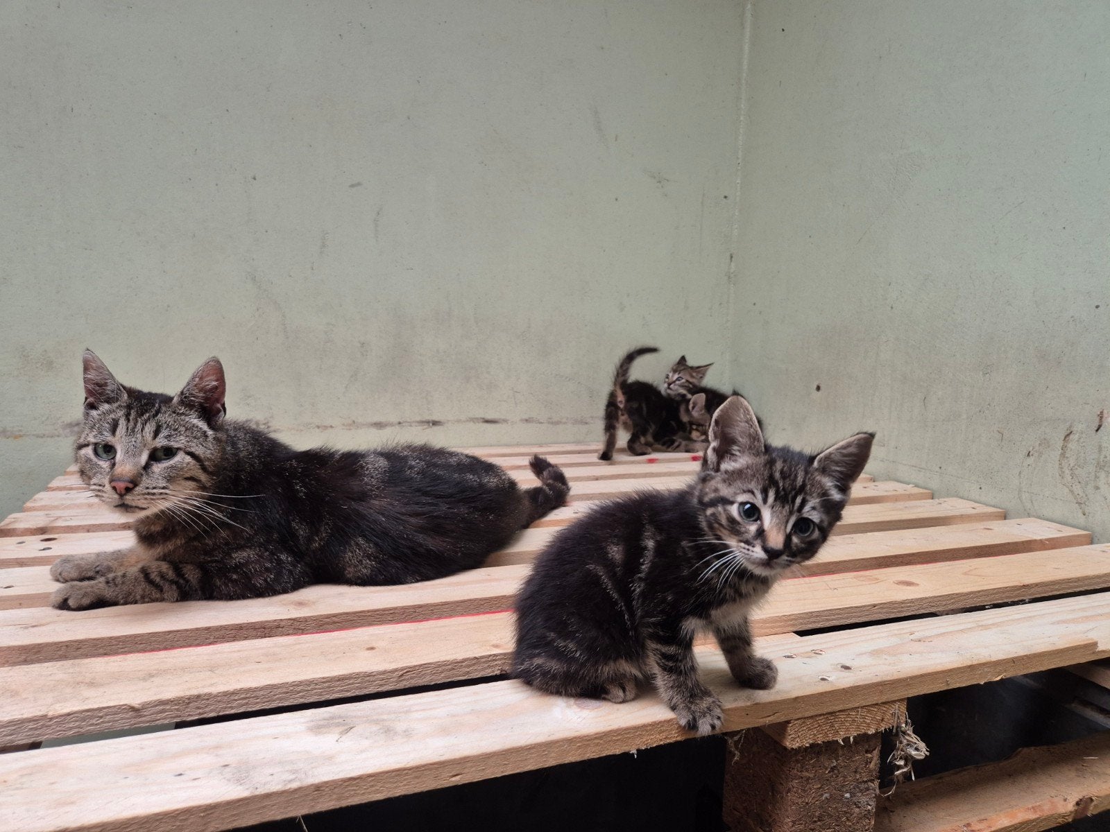 Cyperse lieve boerderijkittens, Dieren en Toebehoren, Kater