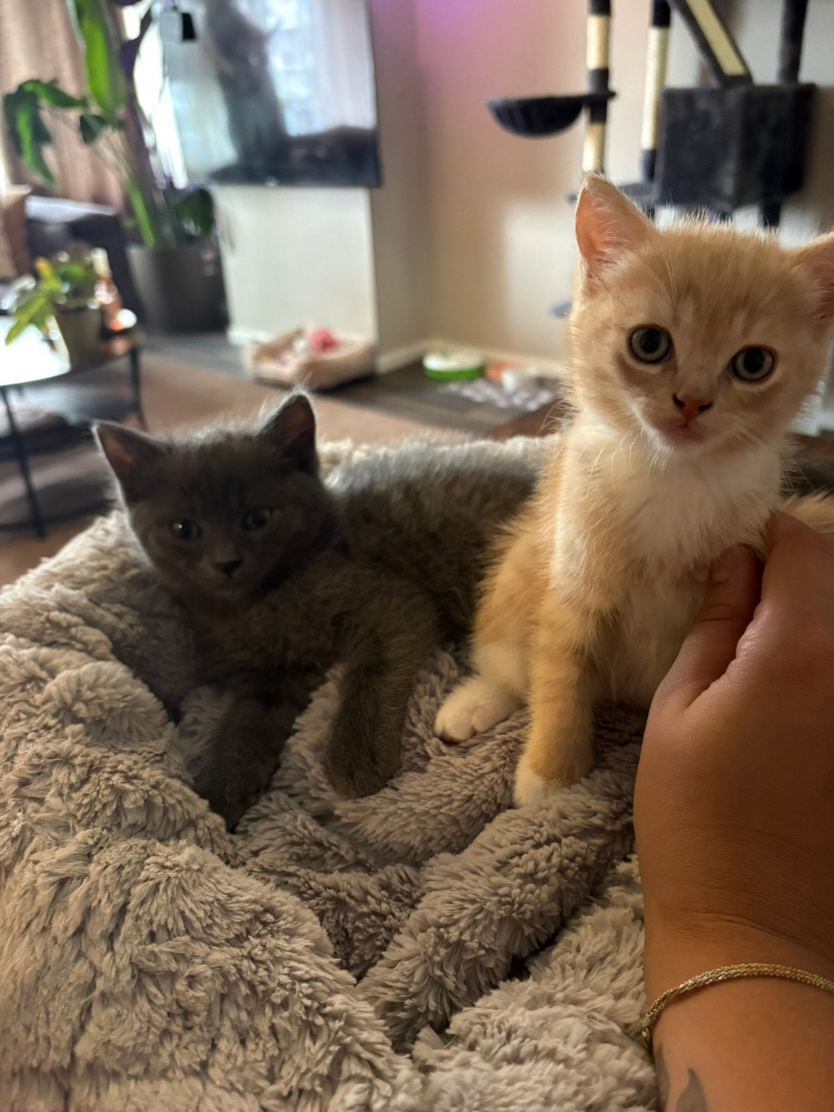 Britse korthaar x ragdoll kittens, Dieren en Toebehoren, Katten en Kittens | Raskatten | Langhaar, Meerdere dieren, Ontwormd