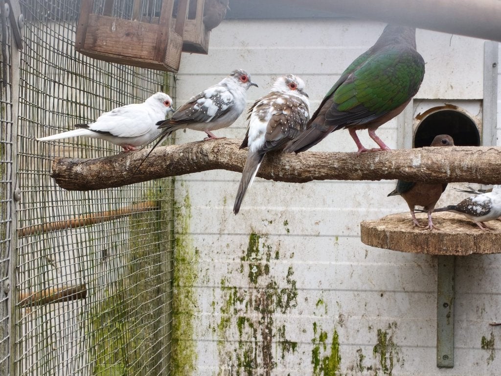 bonte diamantduifjes,talpicottaduifjes, Dieren en Toebehoren, Meerdere dieren, Tropenvogel