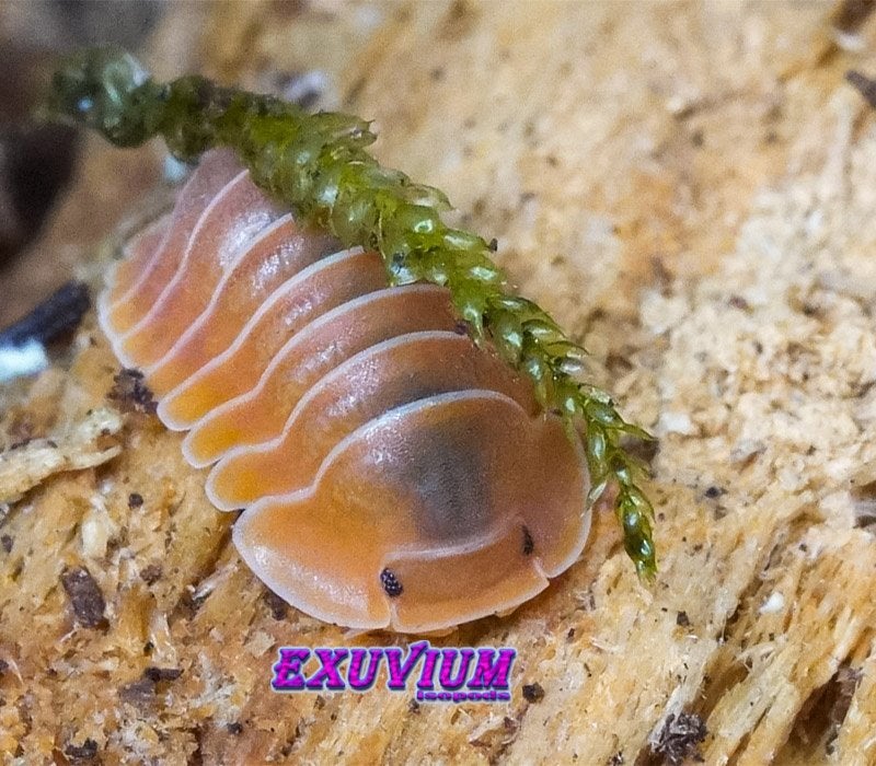 Cubaris sp. Crabby (Giant Nguyen) isopods / pissebedden, Dieren en Toebehoren, Overige soorten