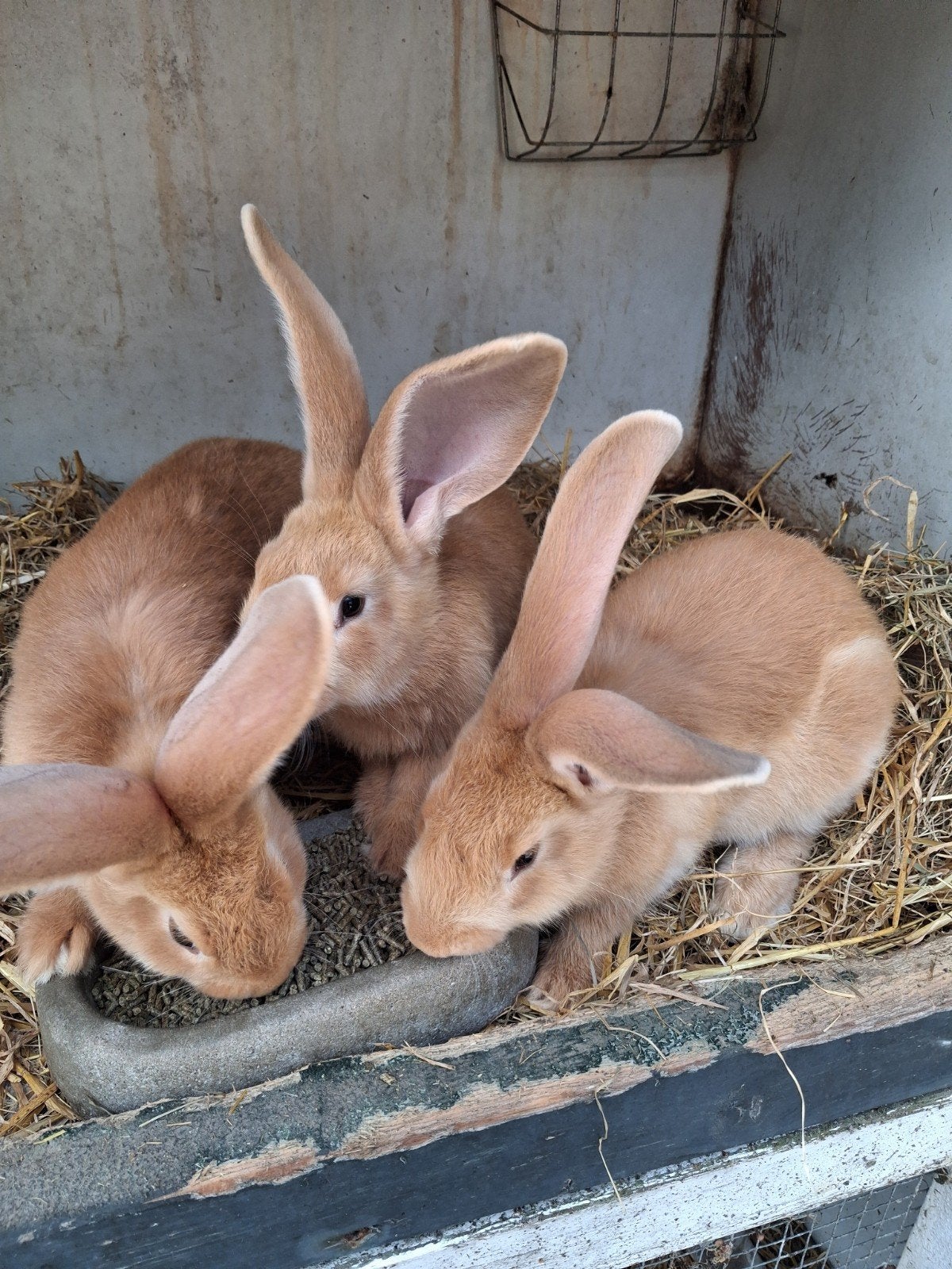 Gele vlaamse reuzen, Meerdere dieren, Groot