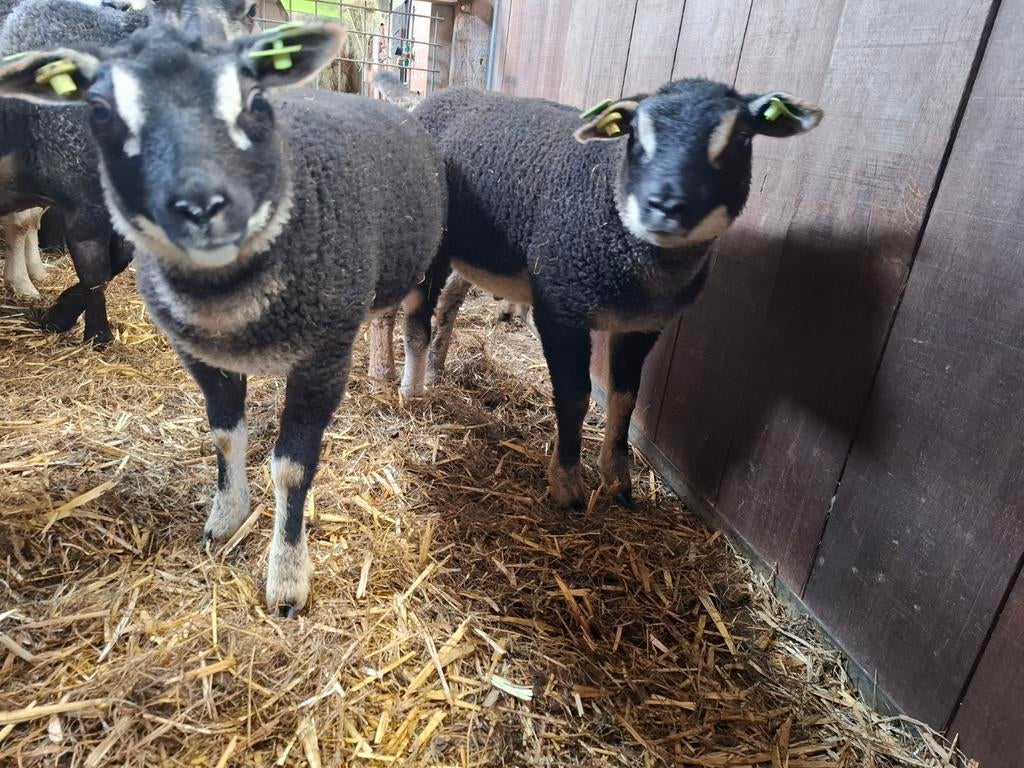 Dassenkop ooilammeren., Dieren en Toebehoren, Meerdere dieren, Schaap